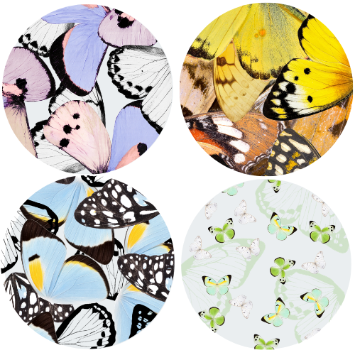 Butterfly Spectrum